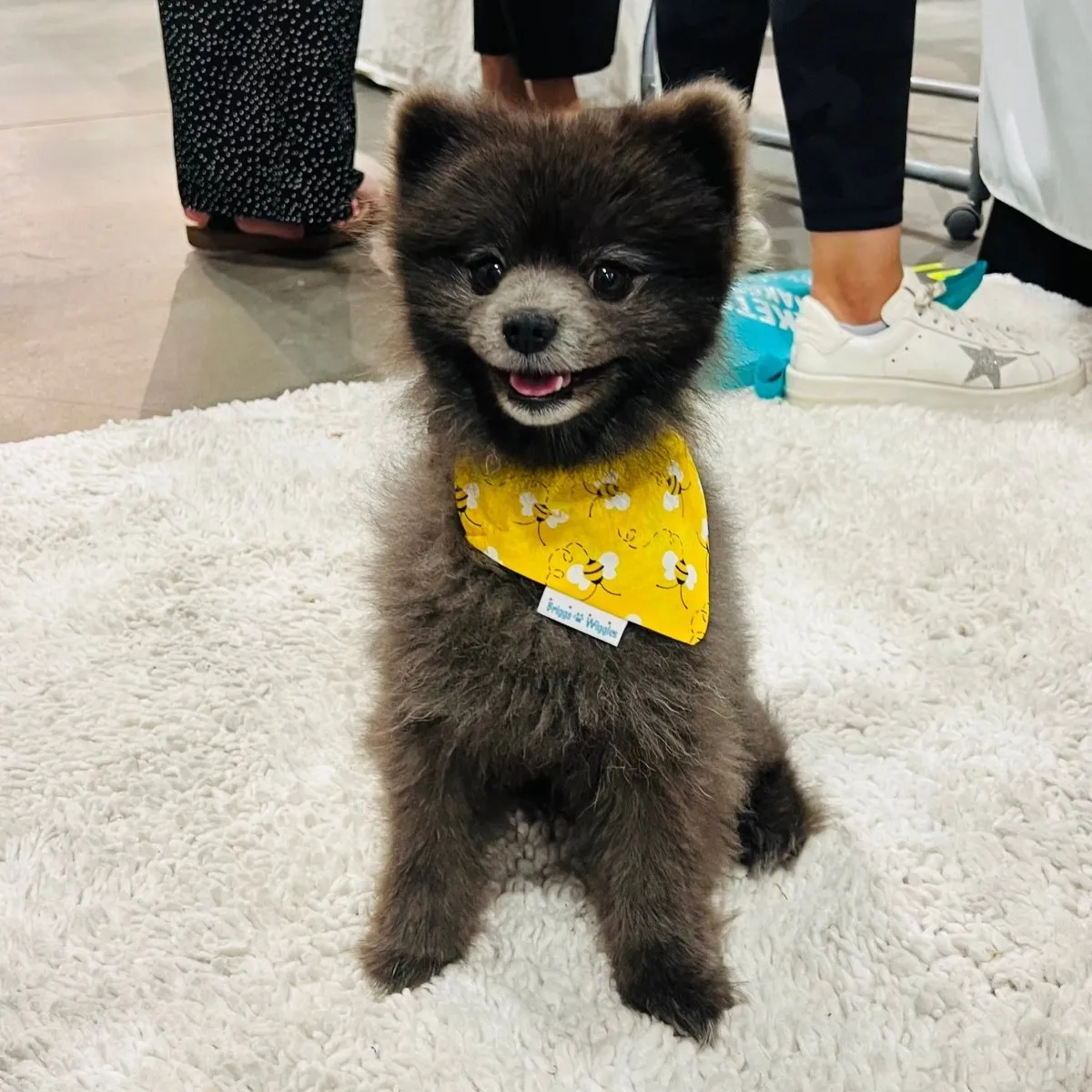 Buzzin' with Betty-Handmade Bee-Themed Dog Bandana