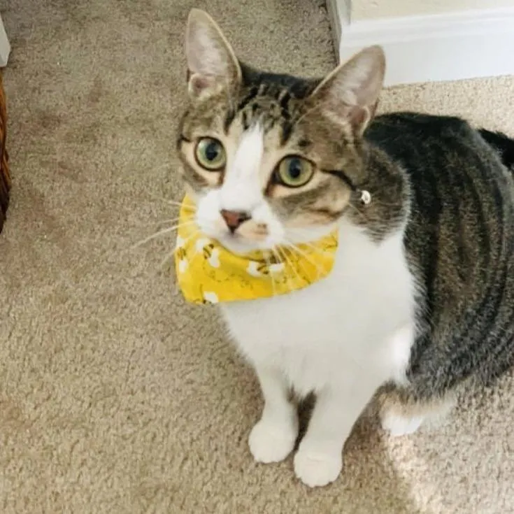 Buzzin' with Betty-Handmade Bee-Themed Dog Bandana