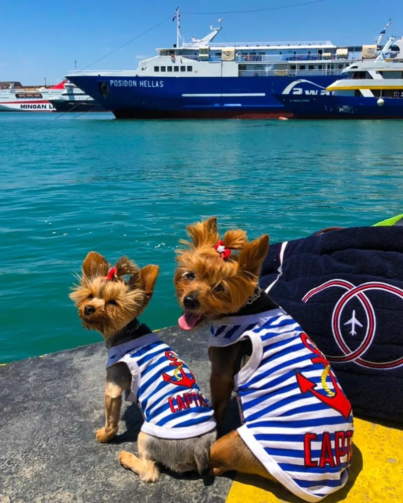 Captain Dog Tank Top in Blue & White Stripe (FINAL SALE)