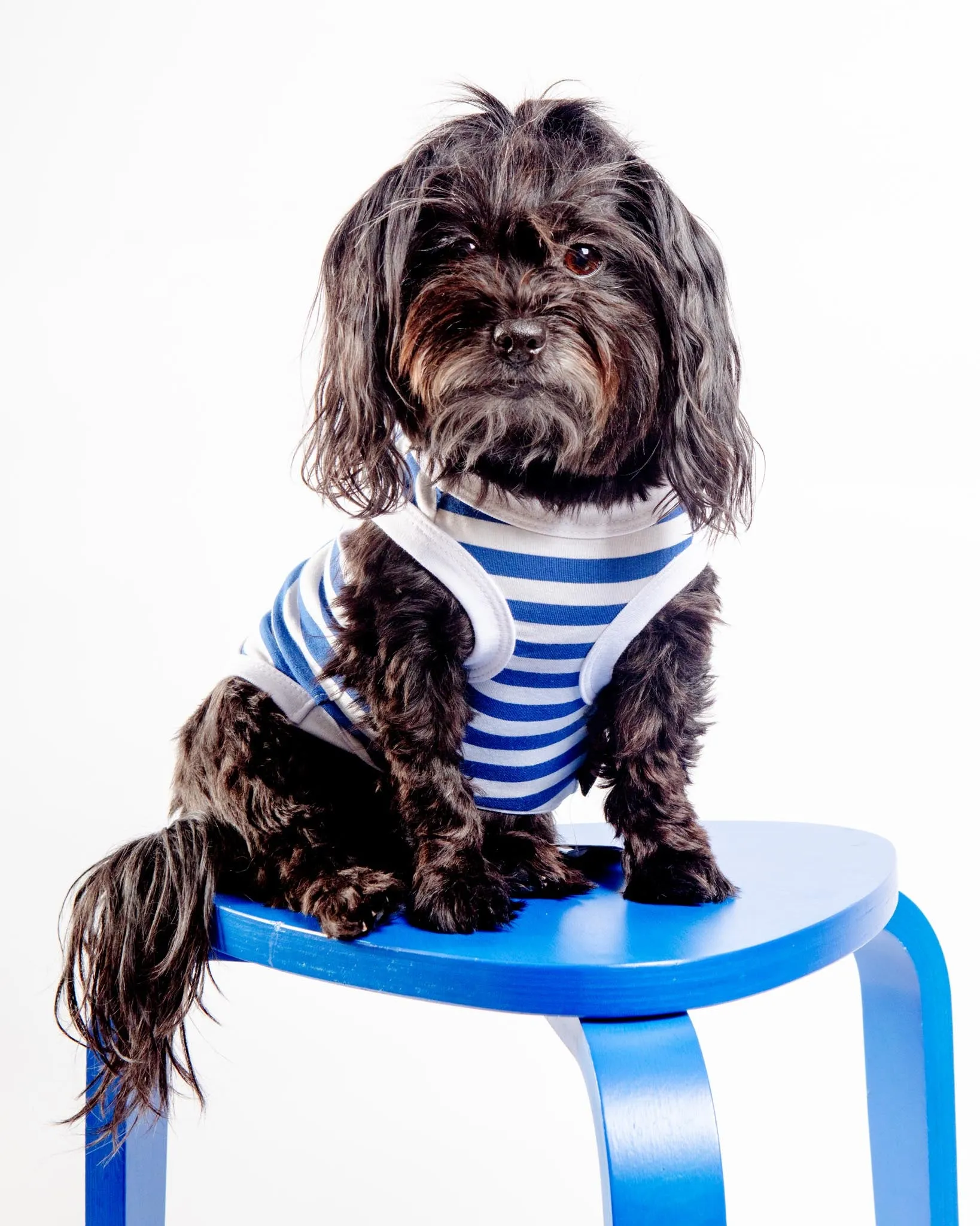 Captain Dog Tank Top in Blue & White Stripe (FINAL SALE)