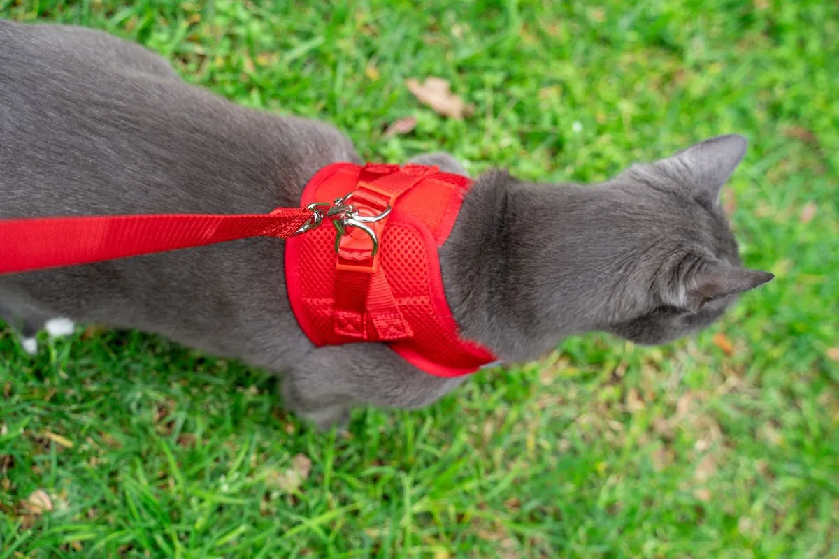 Cat Harness with Vest - Red