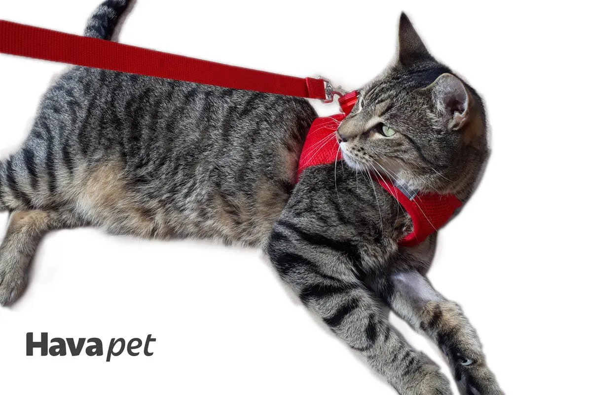 Cat Harness with Vest - Red