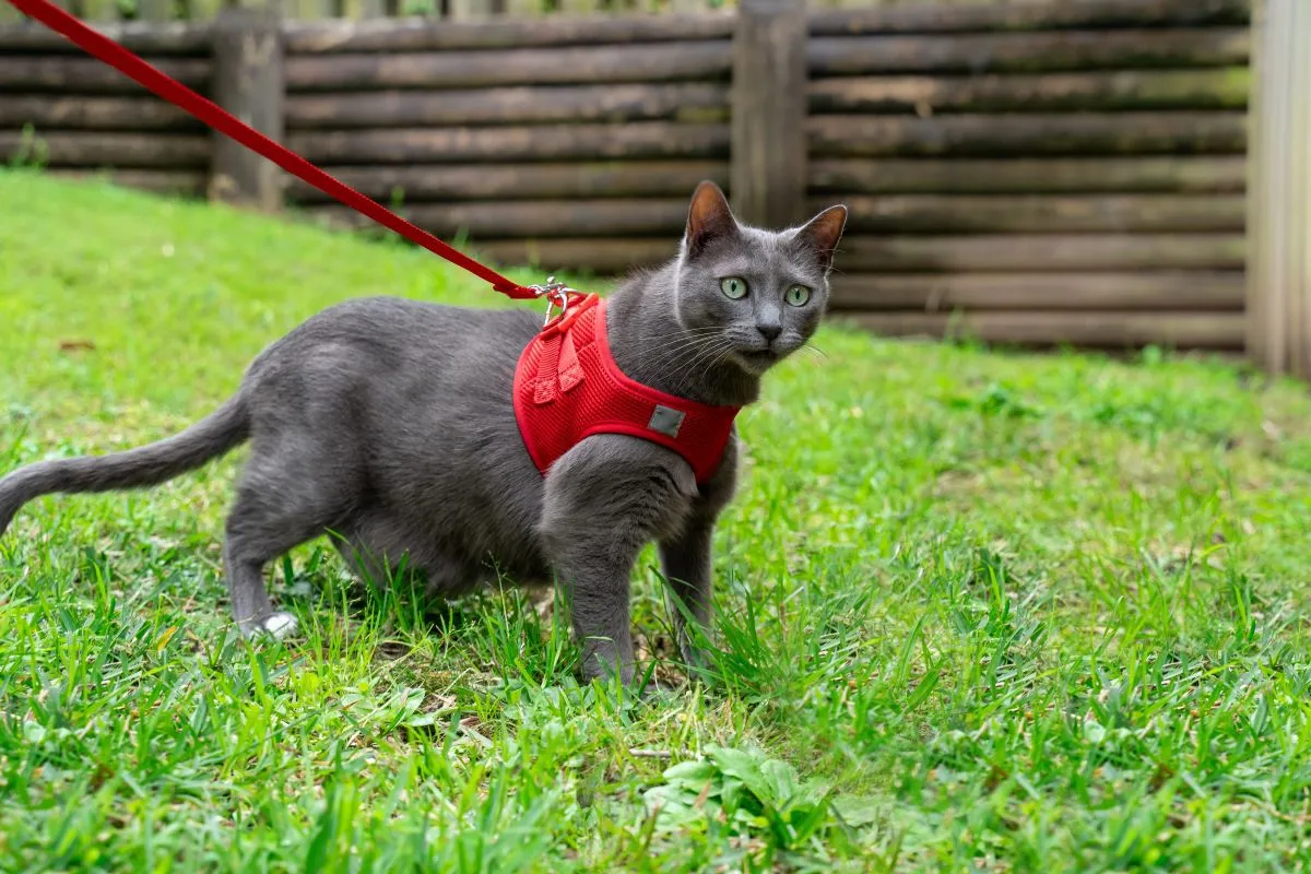 Cat Harness with Vest - Red