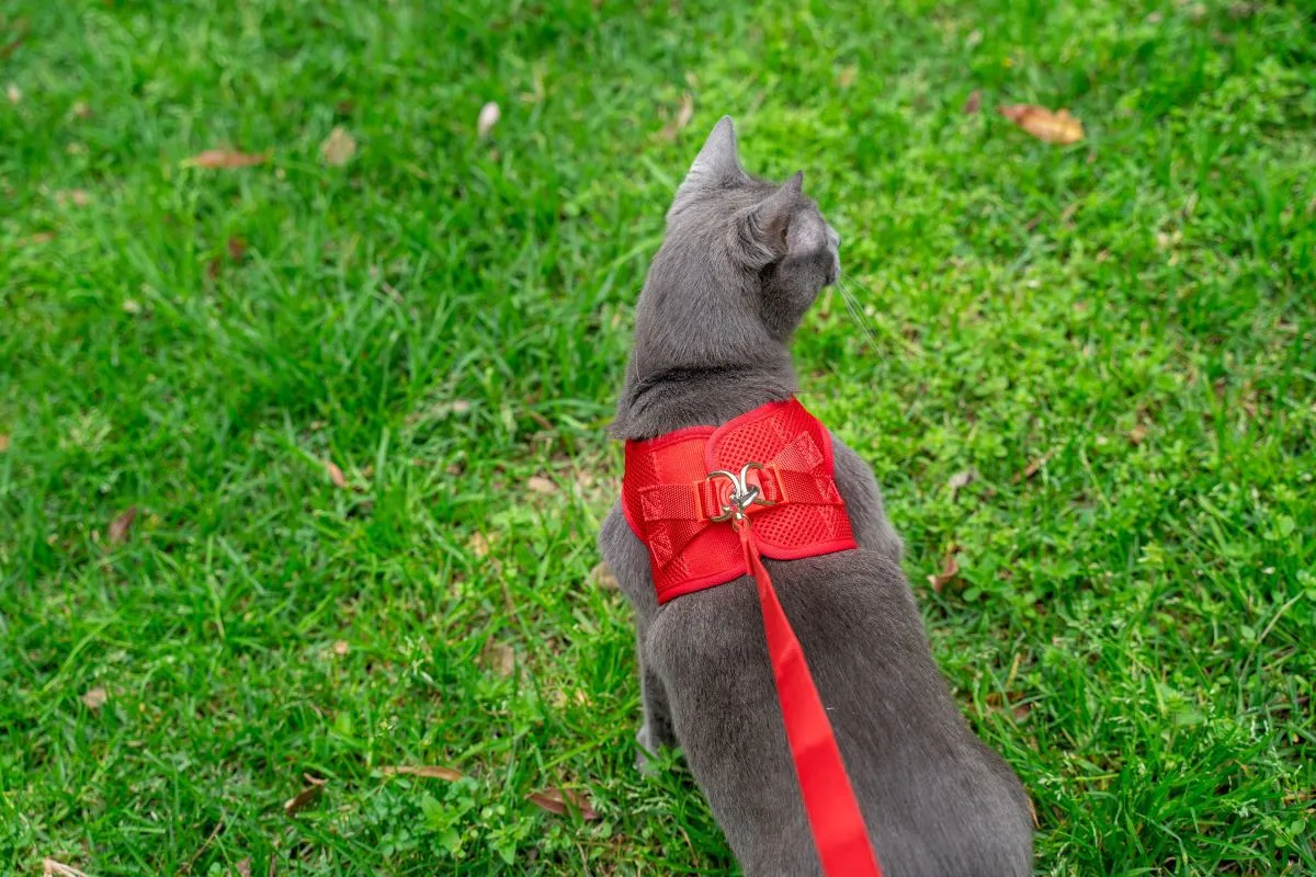 Cat Harness with Vest - Red