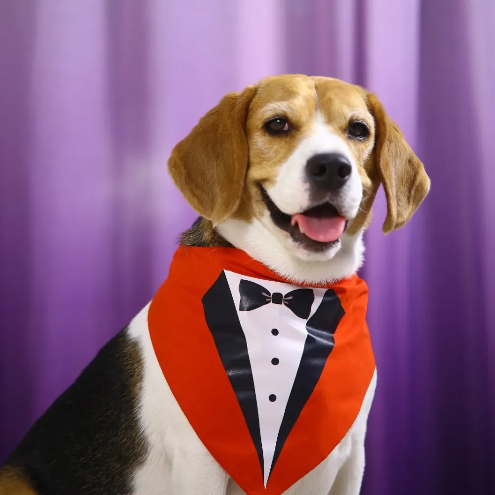 Dogobow Tuxedo Printed Bandana for Dogs (Red/Black)