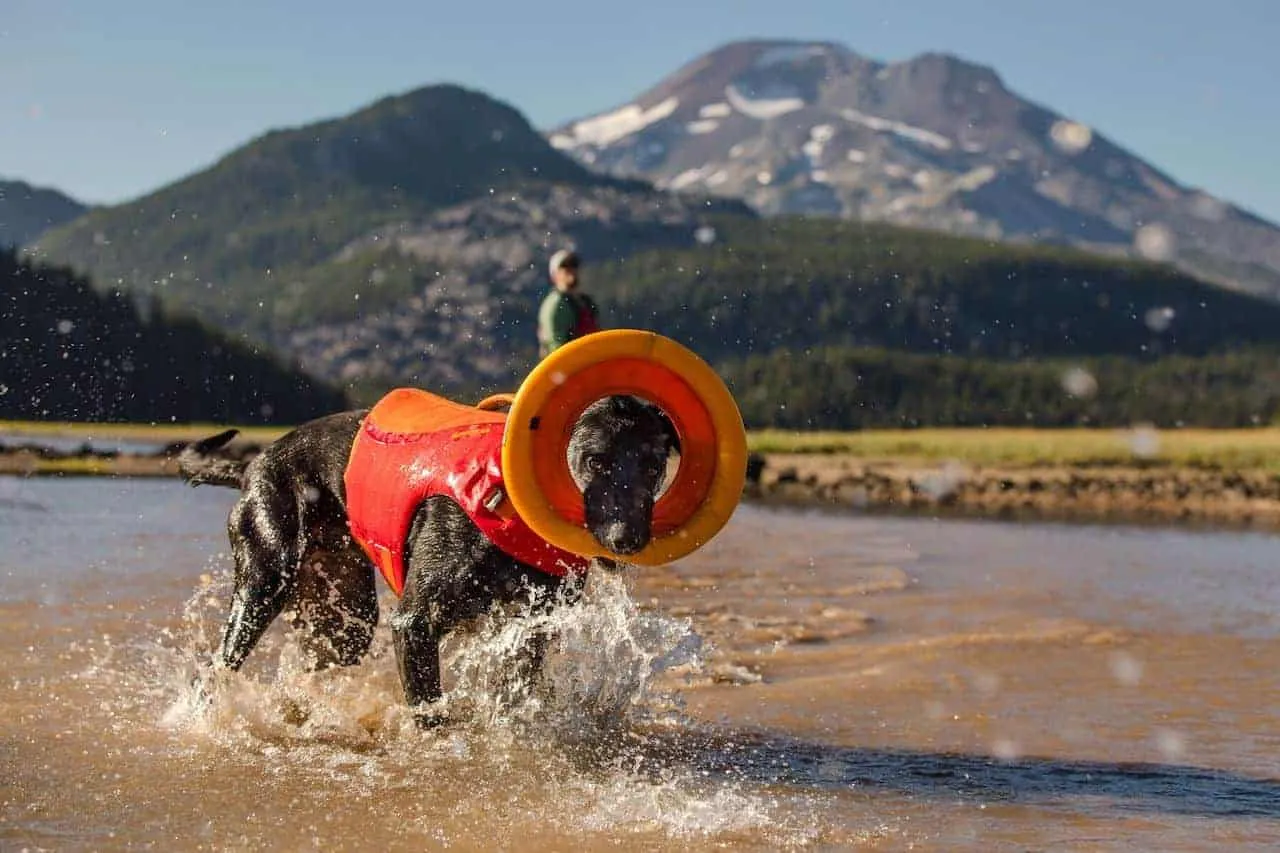Hydro Plane Dog Toy - Floating, Foam Disc