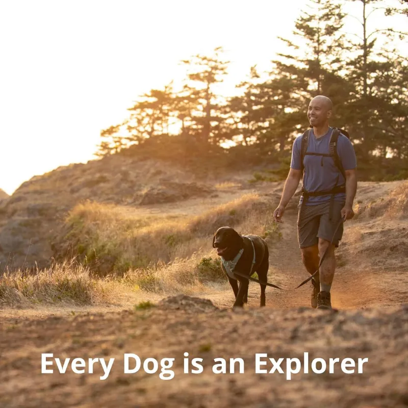 Padded Dog Harness For Training