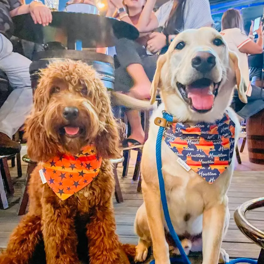 Stars Are Bright  - Astros - Inspired Retro Rainbow Dog Bandana