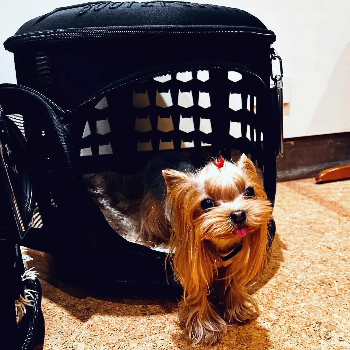TRASH'N READY PET HOUSE CARRIER
