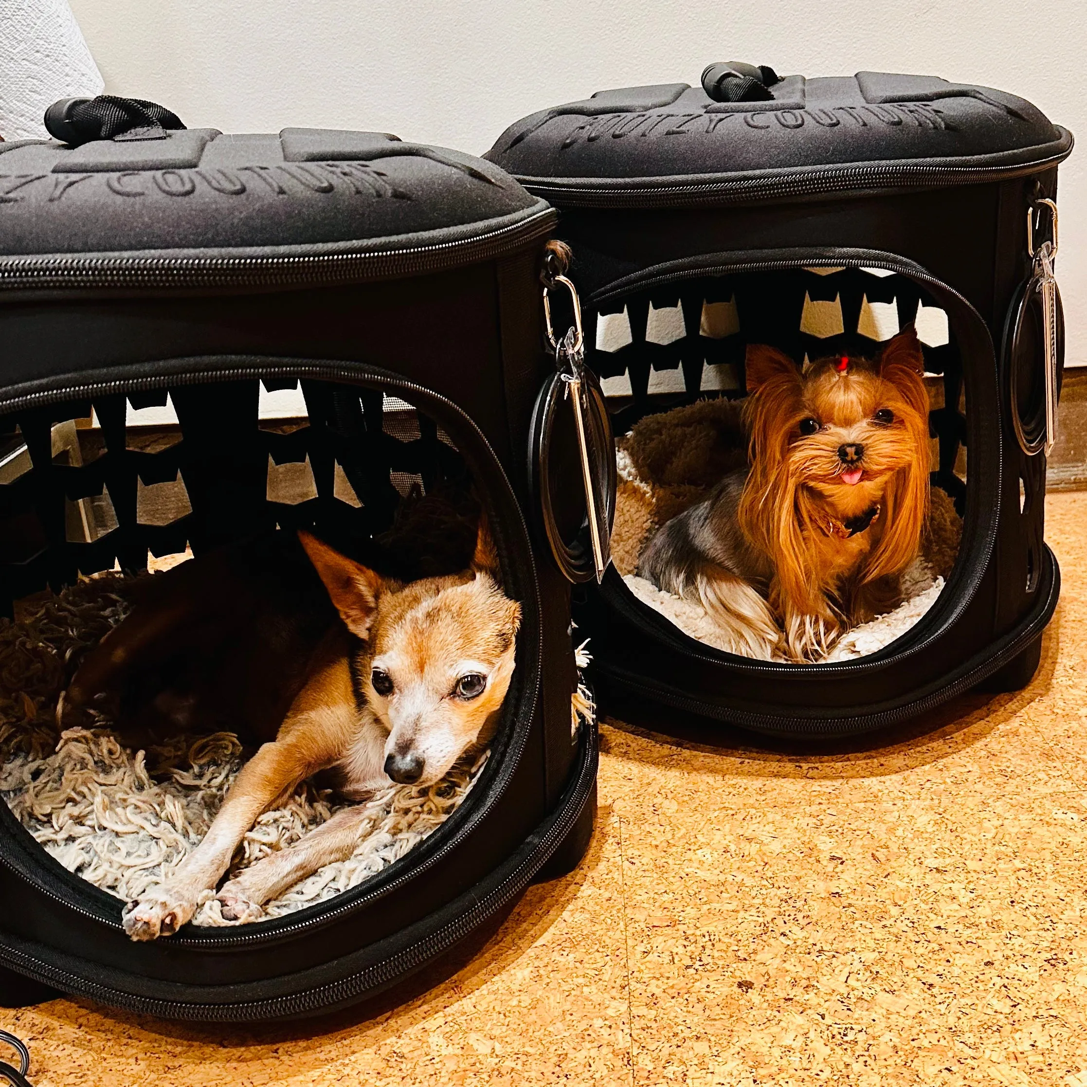 TRASH'N READY PET HOUSE CARRIER